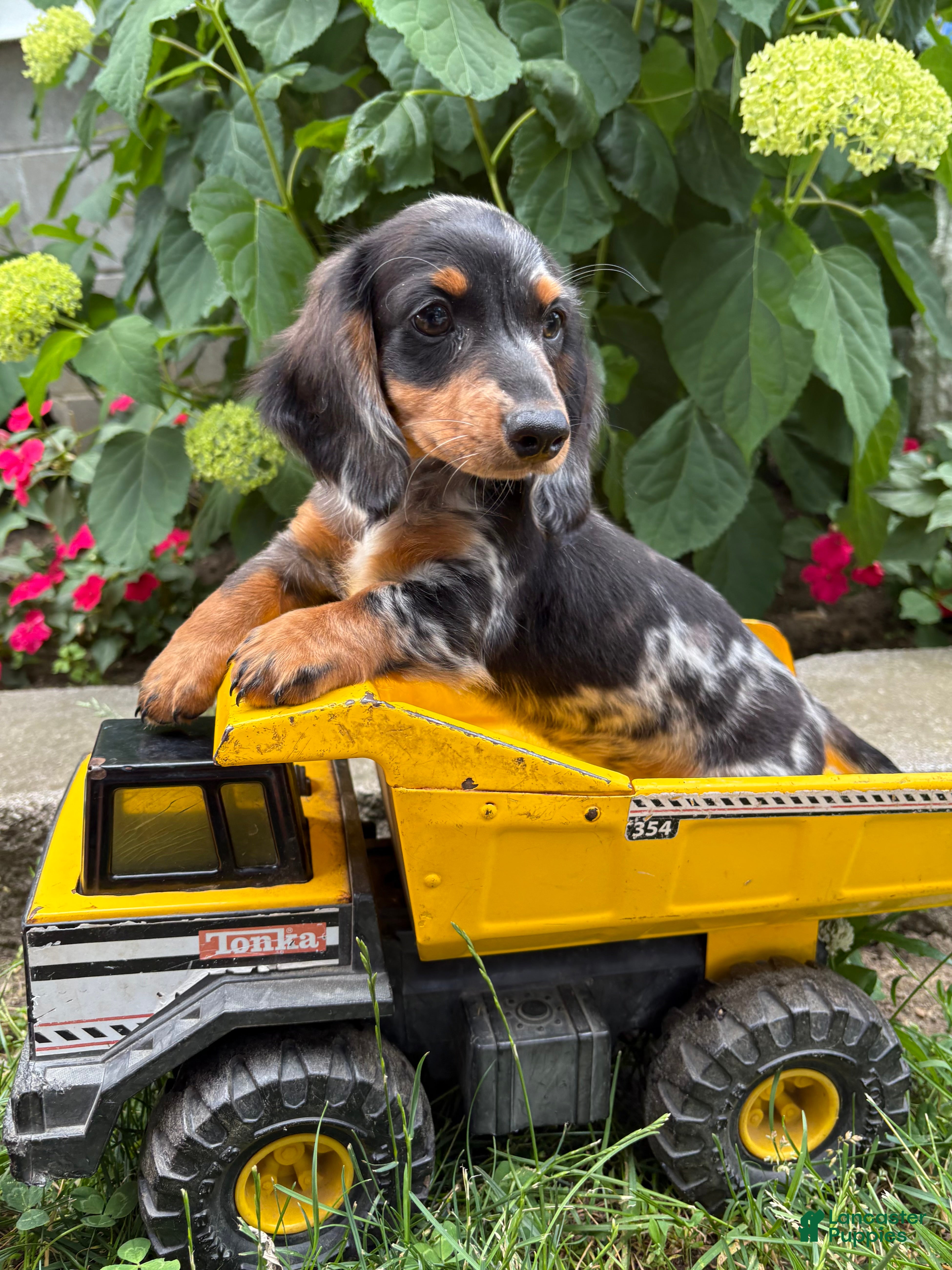 Dachshund dogs Ace - Ad 1