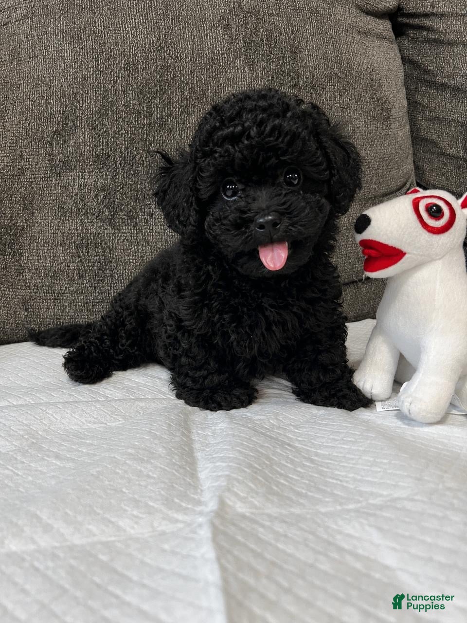 Toy Poodle dogs Toy poodle  - Ad 1