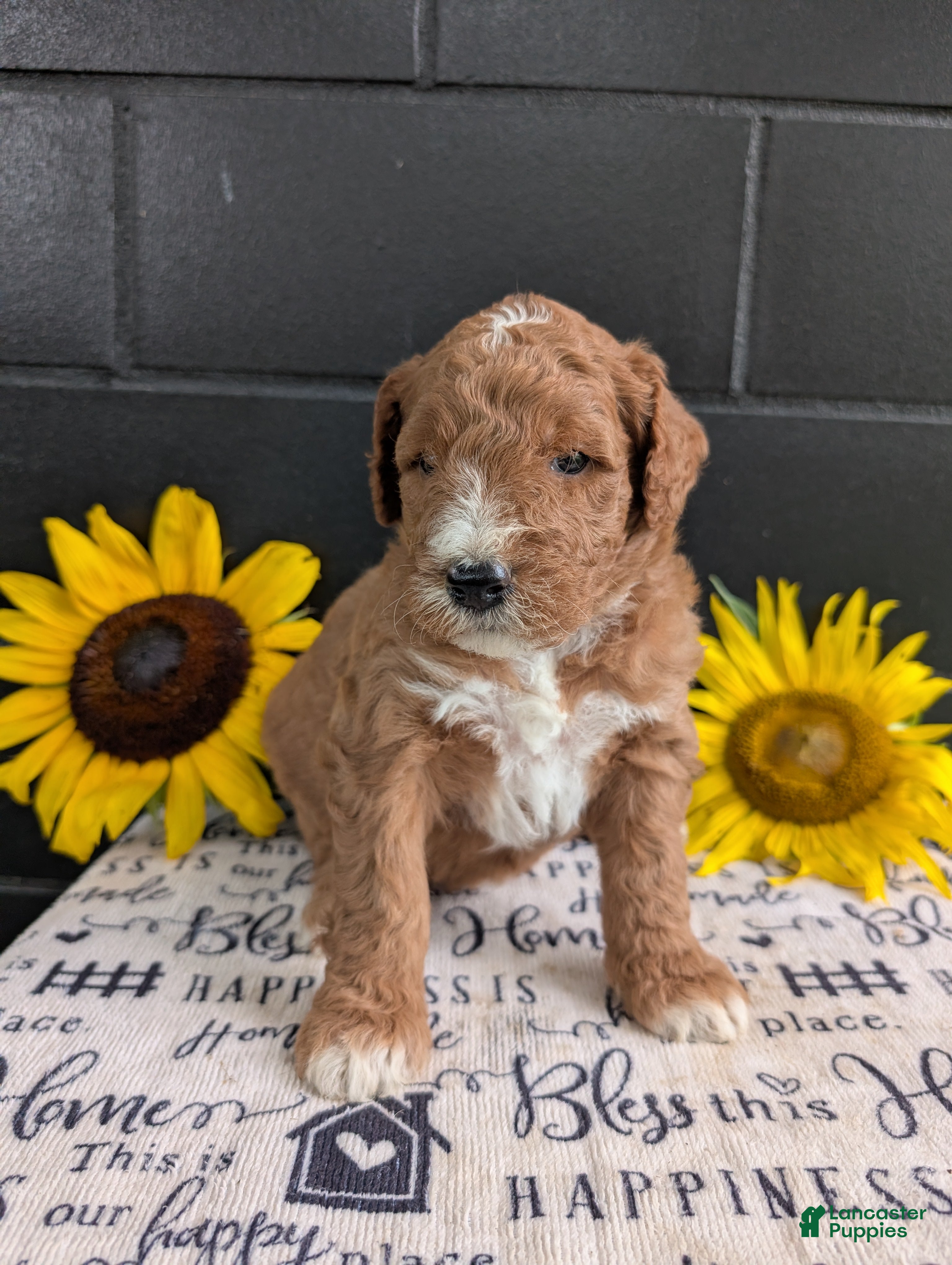 Goldendoodle dogs Lela  - Ad 2