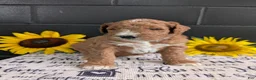 Goldendoodle dogs for sale: Lela  - Ad 2