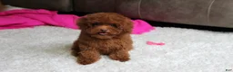 Toy Poodle dogs for sale: Mia - Ad 6
