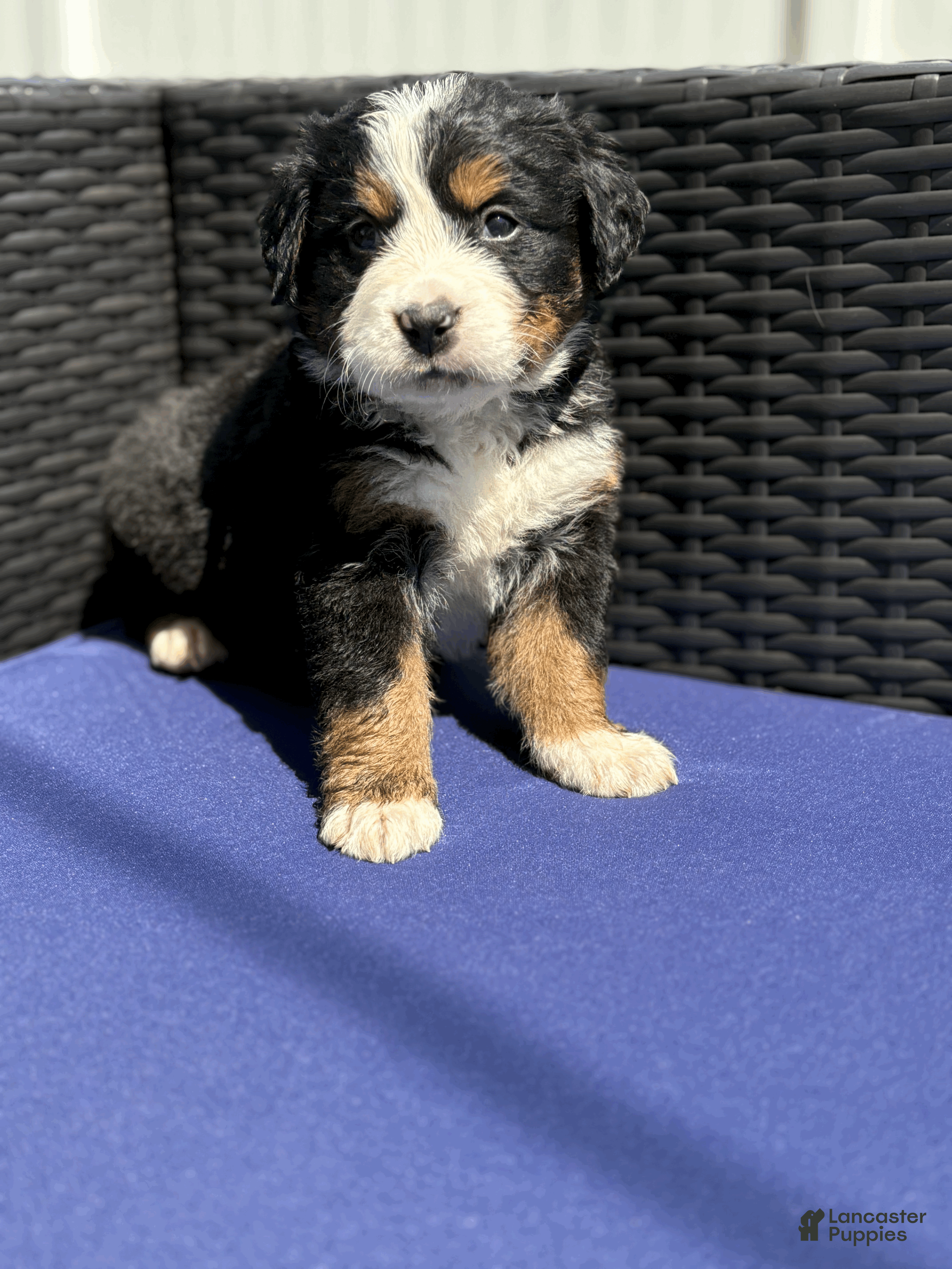 Bernese Mountain Dog dogs Otis  - Ad 1