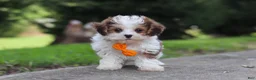 Maltipoo dogs for sale: Benji - Ad 3