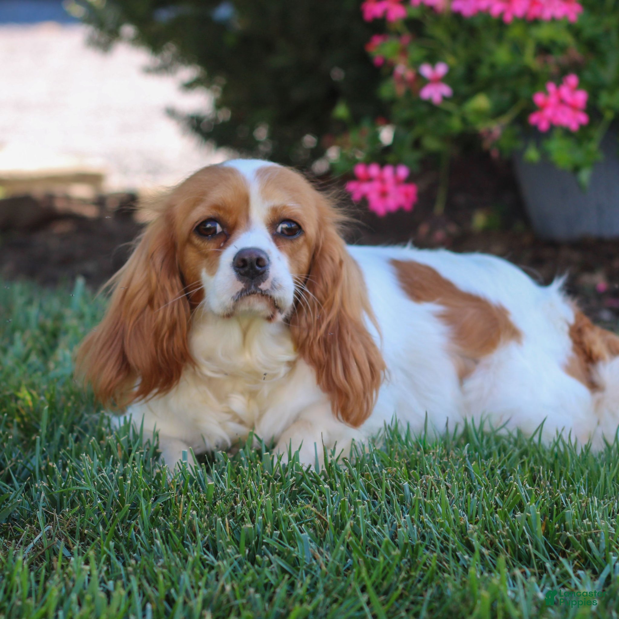 Cavapoo dogs for sale: Cleo  - Ad 4