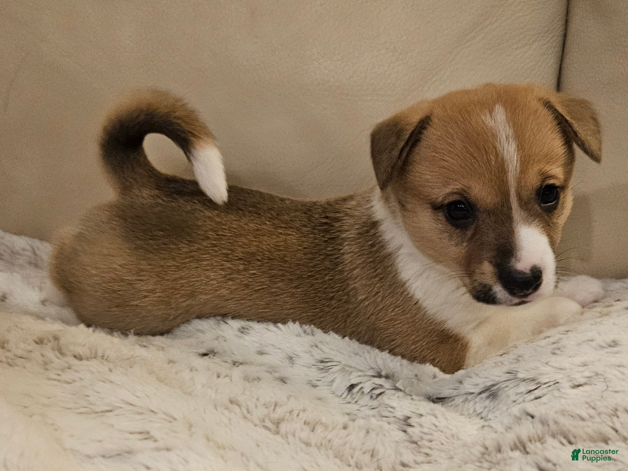 Mixed Breed dogs Leoni - Ad 1