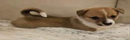 Mixed Breed dogs for sale: Leoni - Ad 1