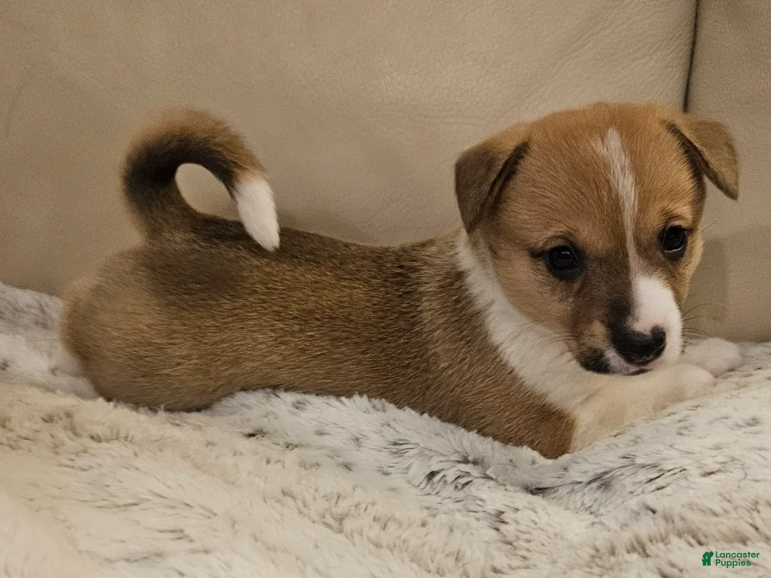 Mixed Breed dogs for sale: Leoni - Ad 1