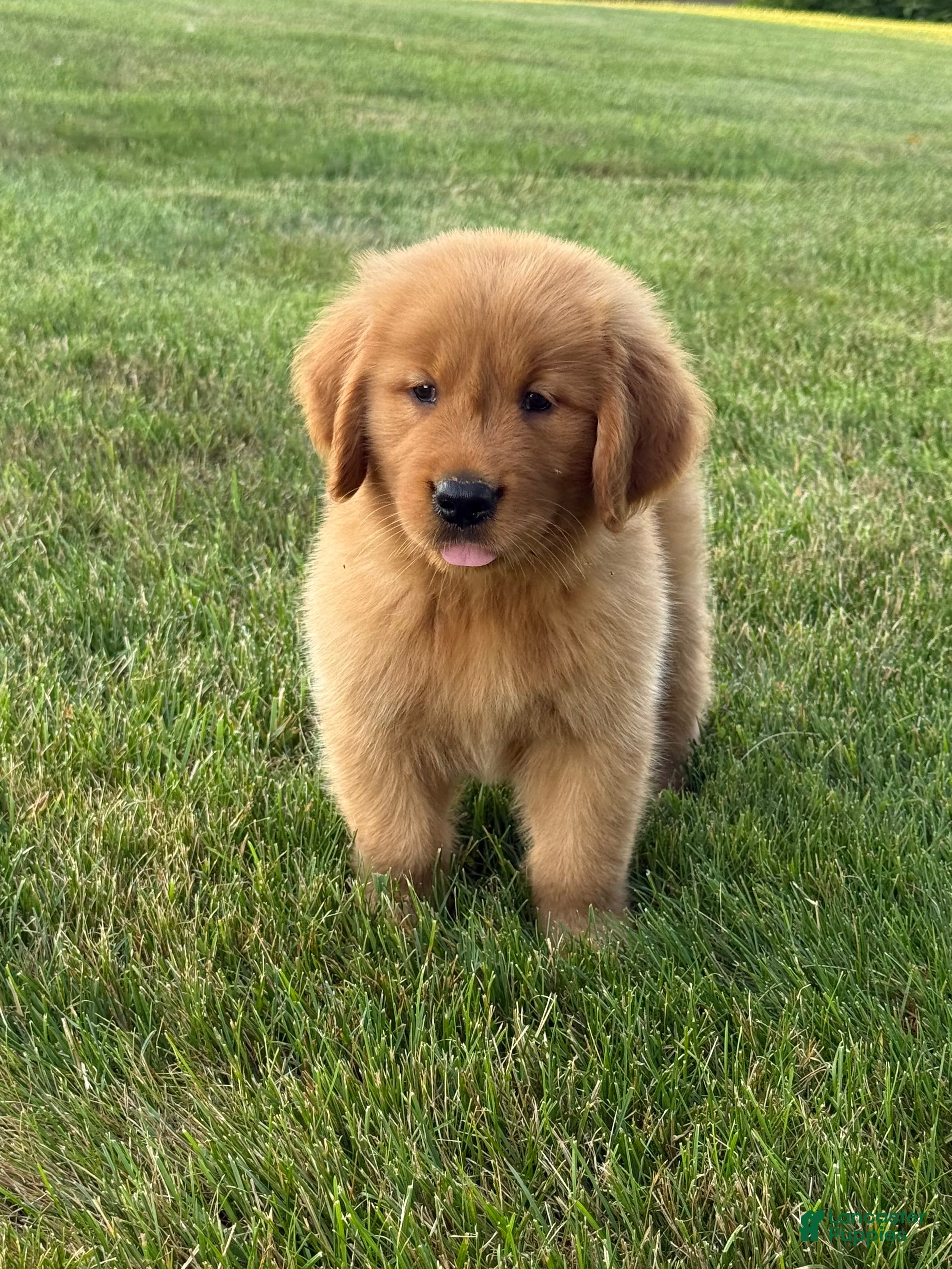 Golden Retriever dogs Max - Ad 2