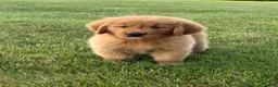 Golden Retriever dogs for sale: Max - Ad 2