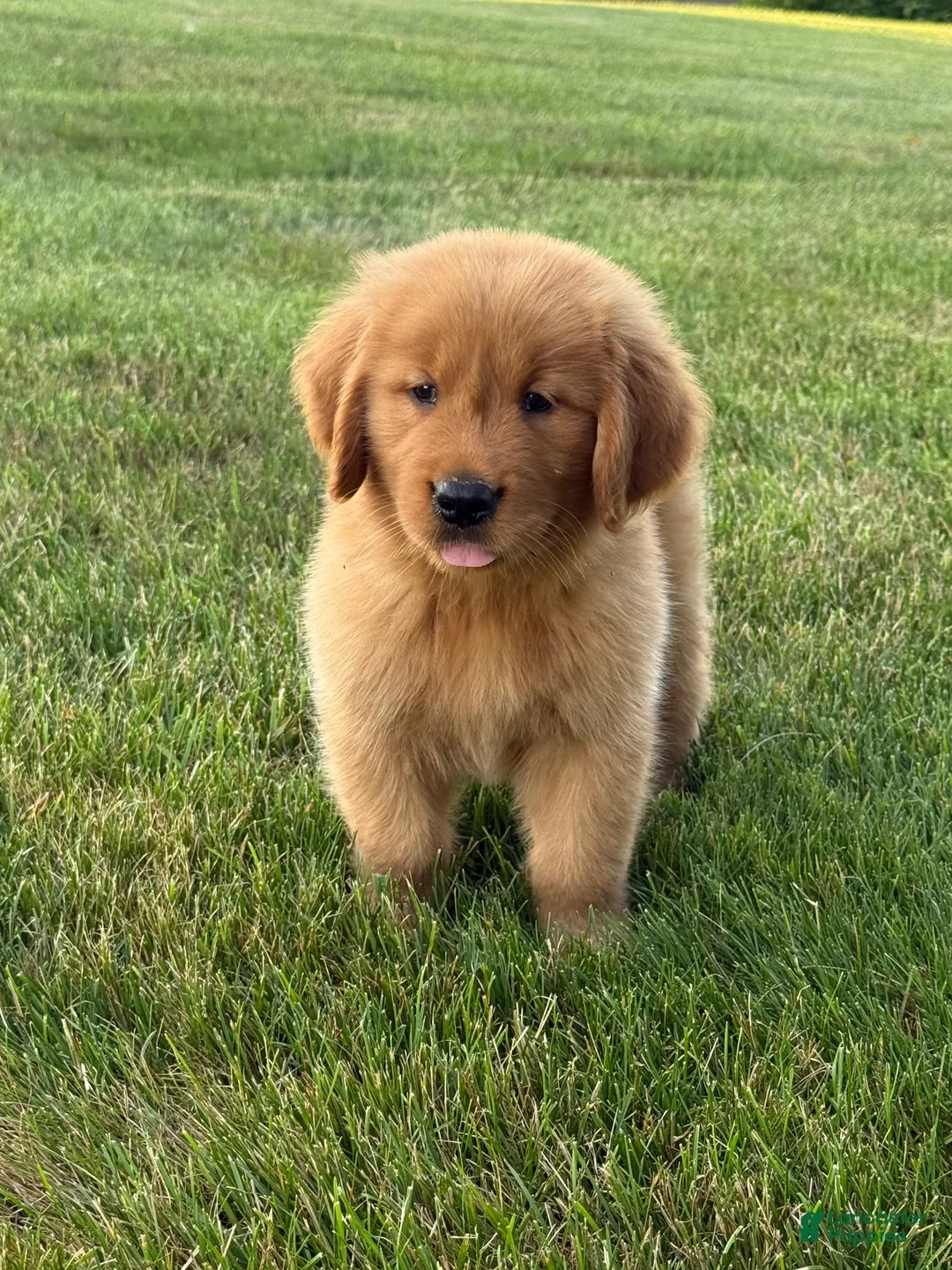 Golden Retriever dogs for sale: Max - Ad 2