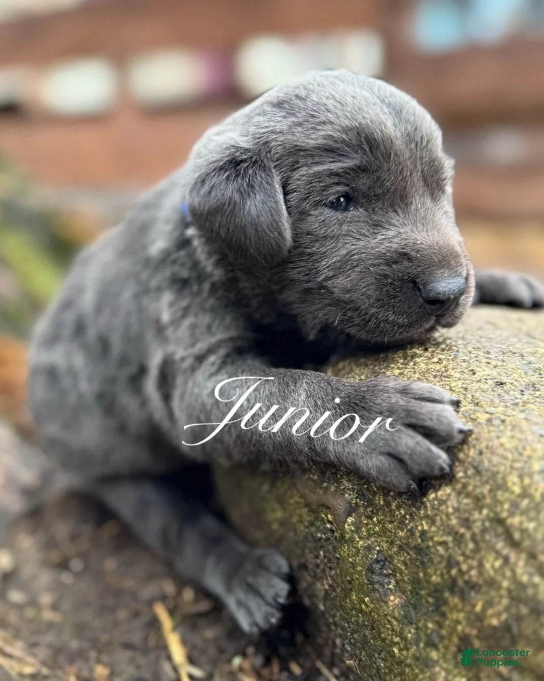 Labrador Retriever dogs for sale: Labrador Retriever Puppy 1 - Ad 1