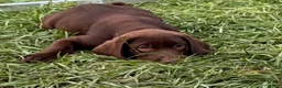 Labrador Retriever dogs for sale: Labrador Retriever 2 - Ad 3
