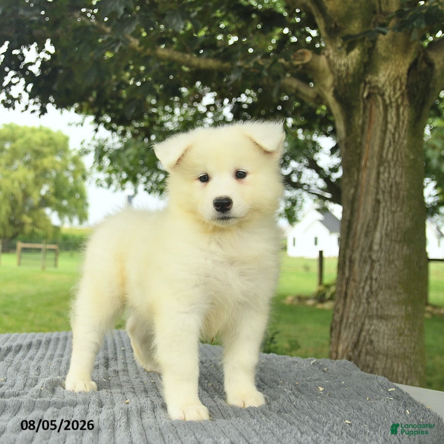 Samoyed dogs Serenity  - Ad 2
