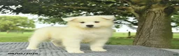 Samoyed dogs for sale: Serenity  - Ad 2