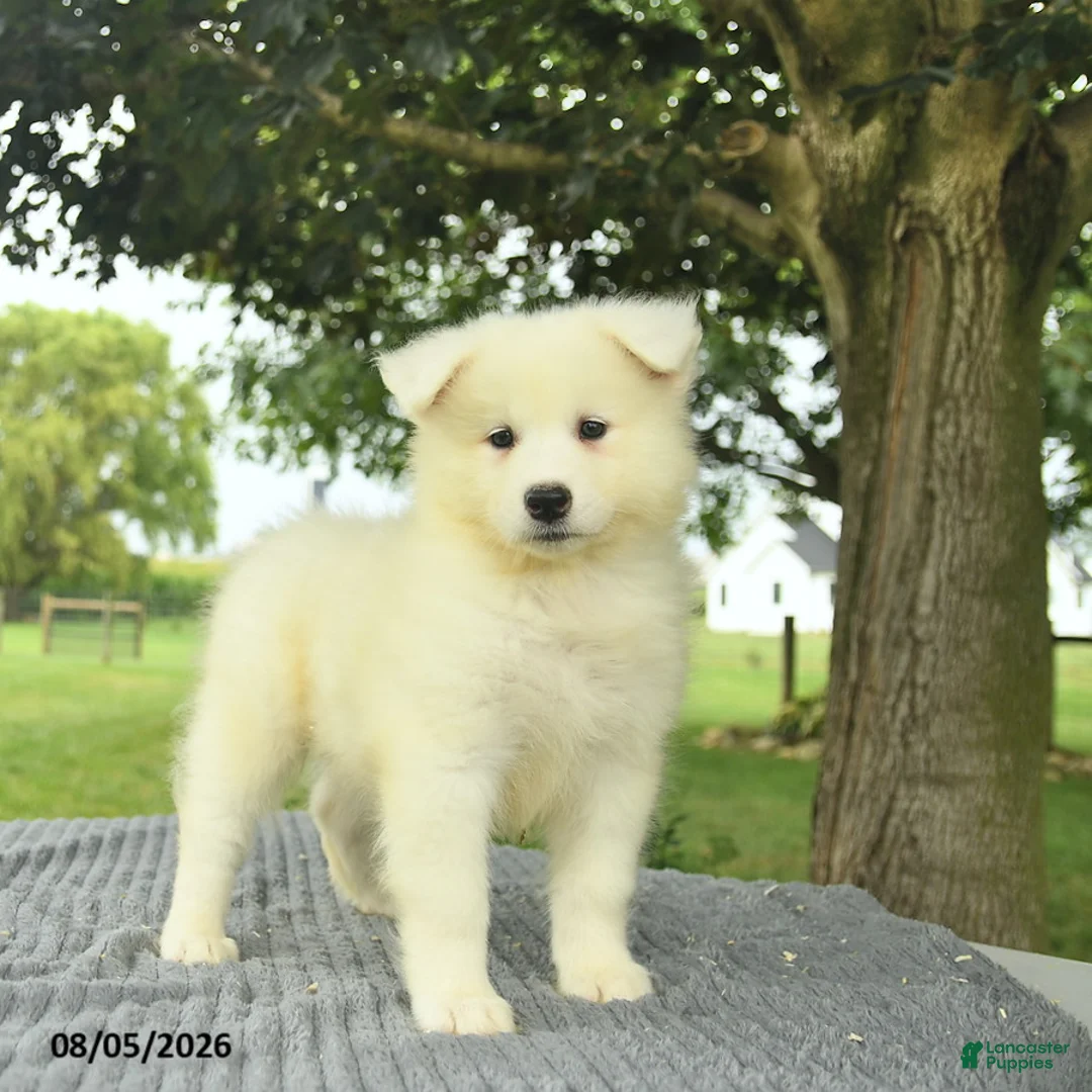 Samoyed dogs for sale: Serenity  - Ad 2