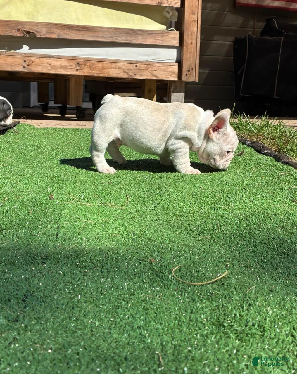French Bulldog dogs for sale: Casper - Ad 7