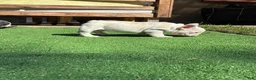 French Bulldog dogs for sale: Casper - Ad 1