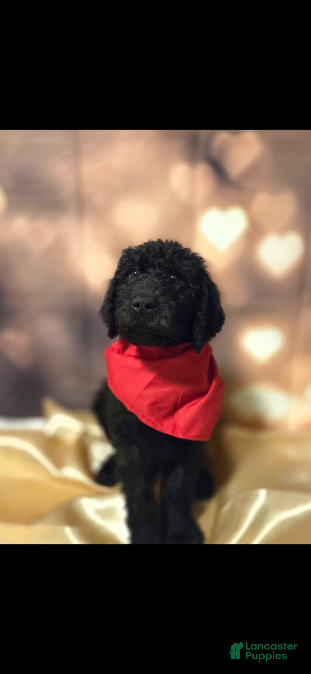 Mixed Breed dogs for sale: Doodle Puppy 8 - Ad 1