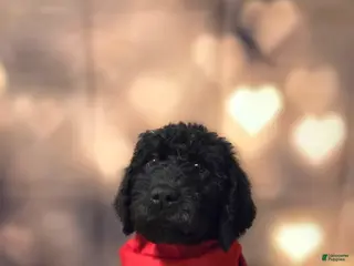 Mixed Breed dogs Doodle Puppy 8 - Ad 10