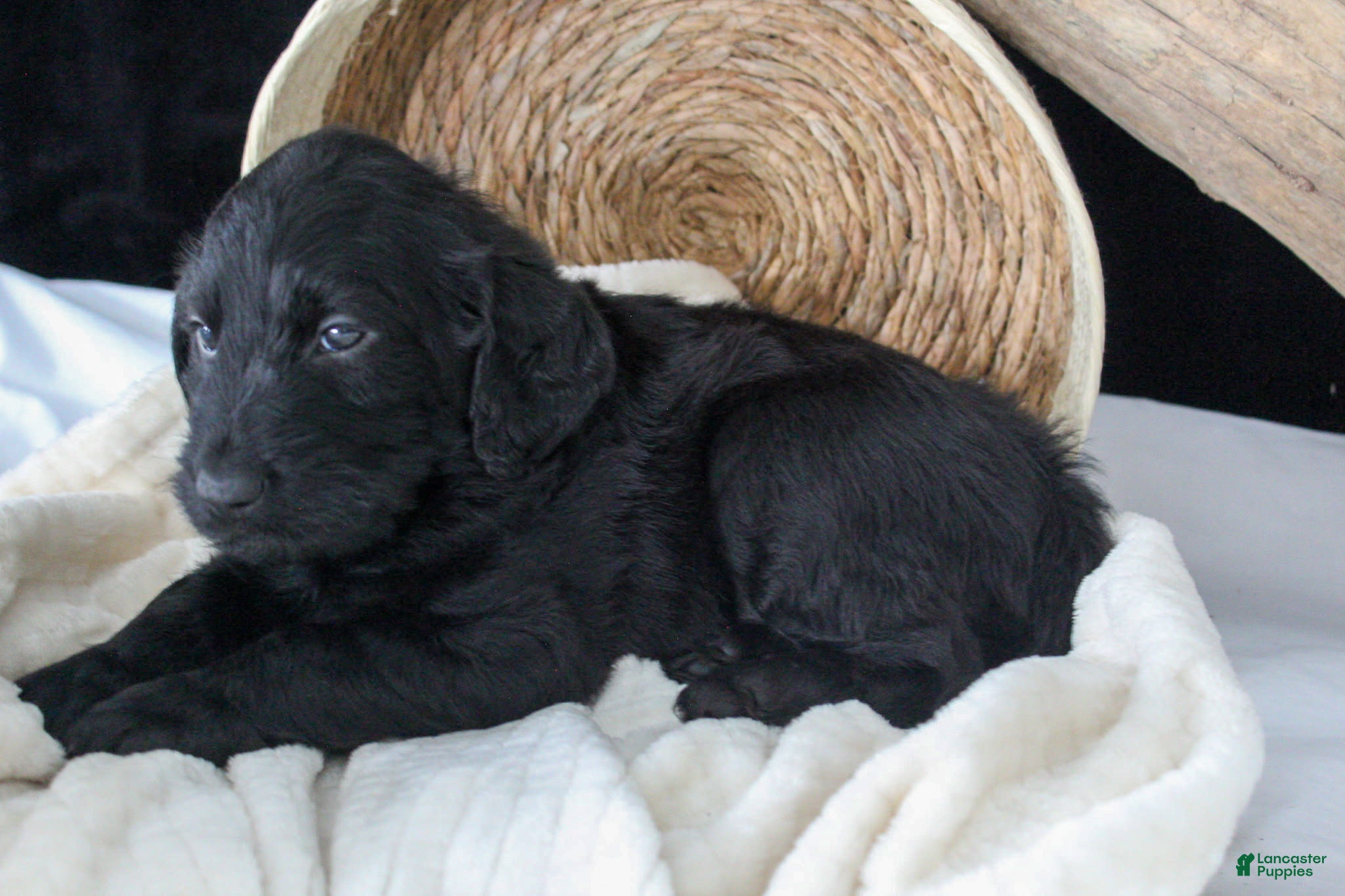 Labradoodle dogs Polo - Ad 2