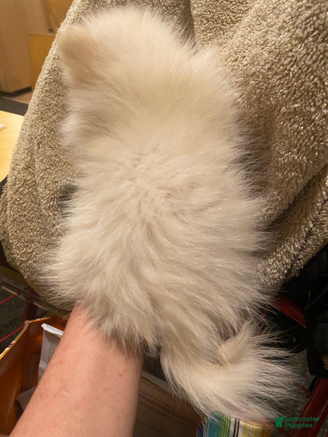 Pomeranian dogs for sale: Pomeranian Puppy 1 - Ad 12