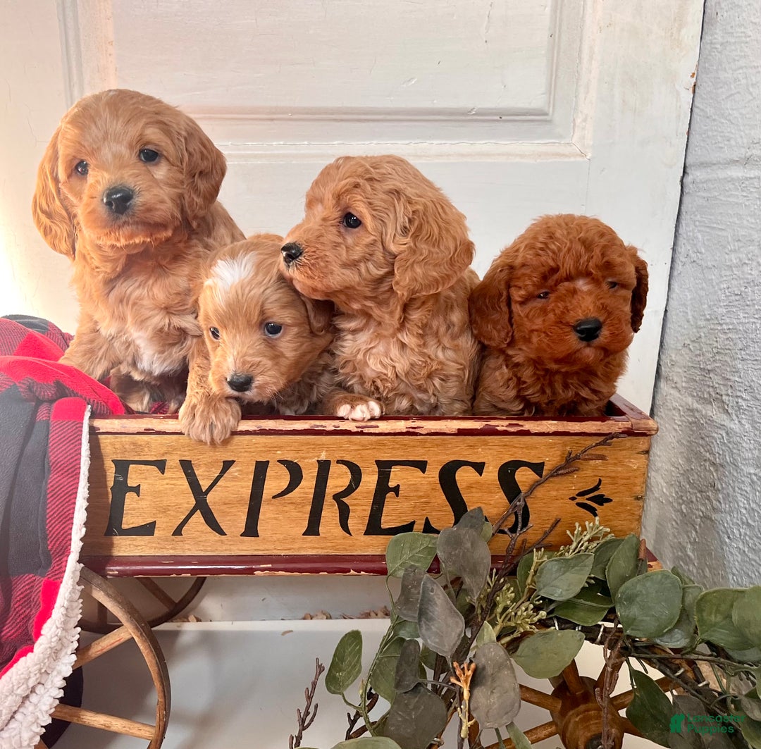 Mixed Breed dogs for sale: Lil Buttons❤️🐾Call 717-768-7967❤️F1b - Ad 2