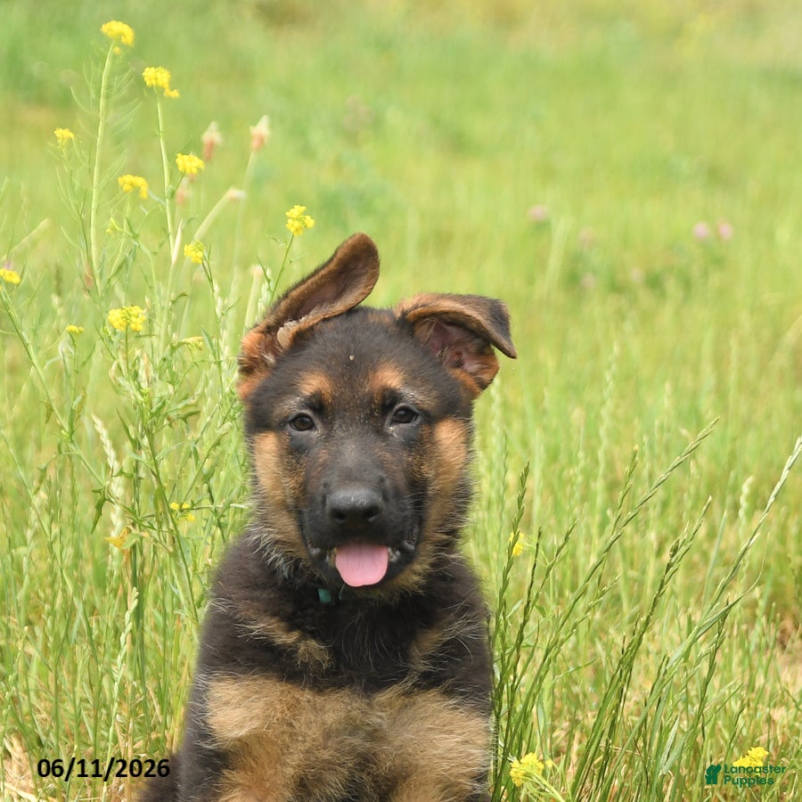 German Shepherd dogs General - Ad 2