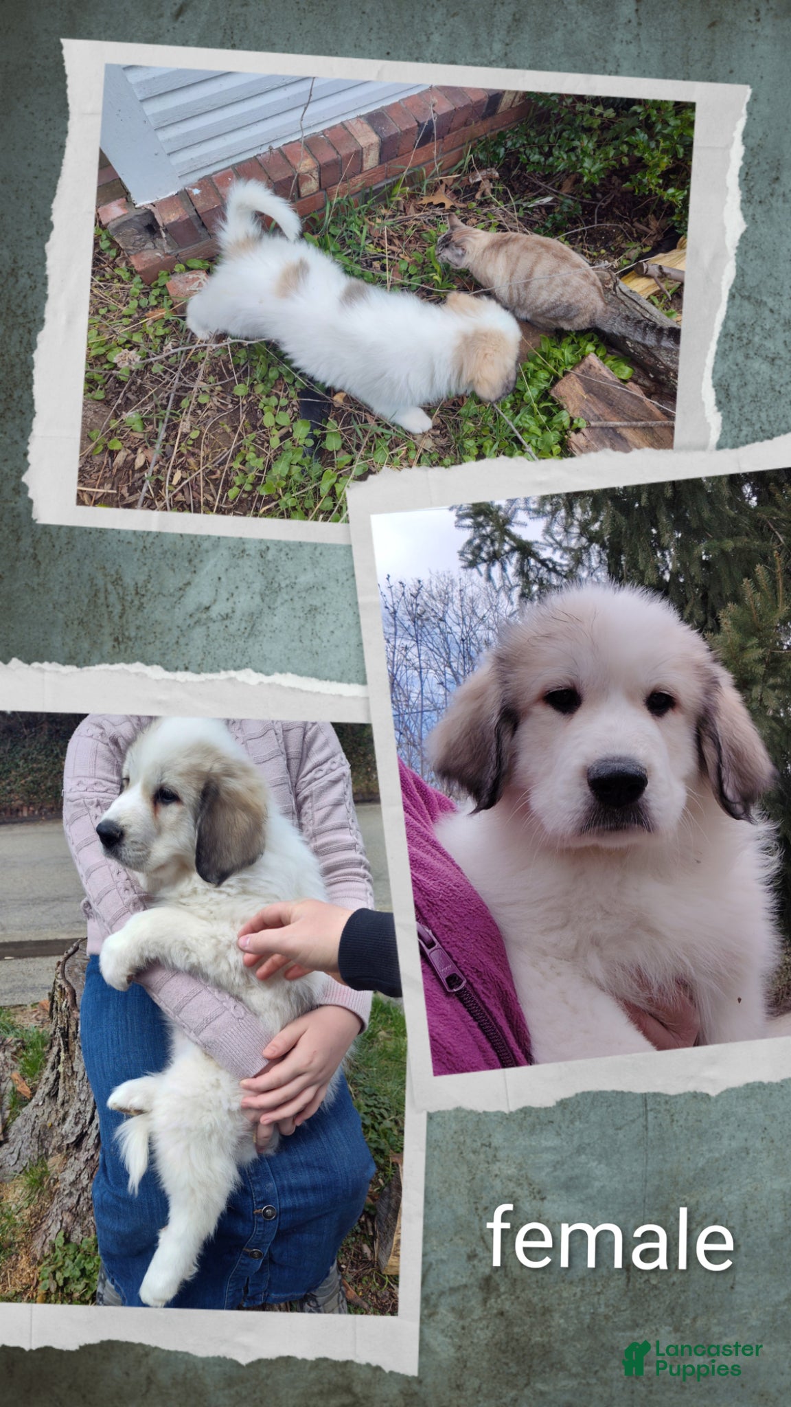Great Pyrenees dogs Great Pyrenees Puppy 1 - Ad 16