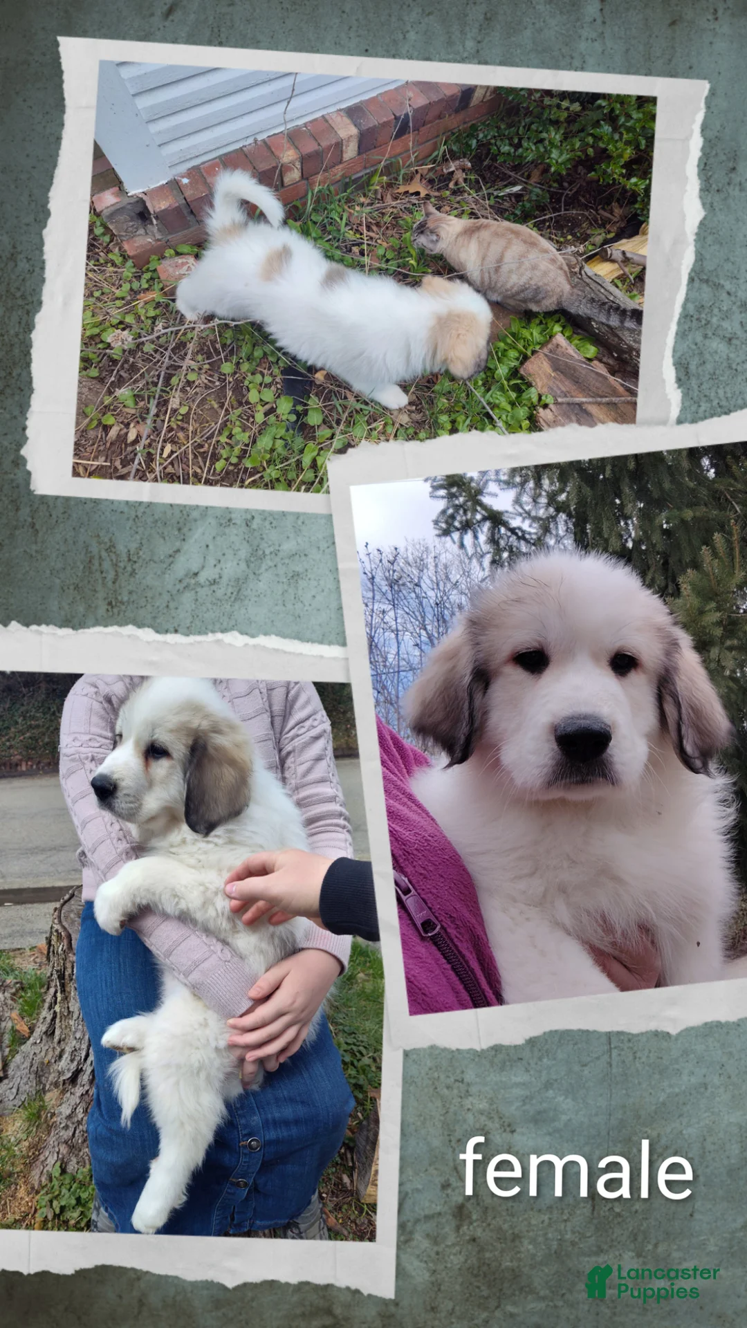 Great Pyrenees dogs for sale: Great Pyrenees Puppy 1 - Ad 1