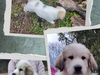 Great Pyrenees dogs Great Pyrenees Puppy 1 - Ad 16