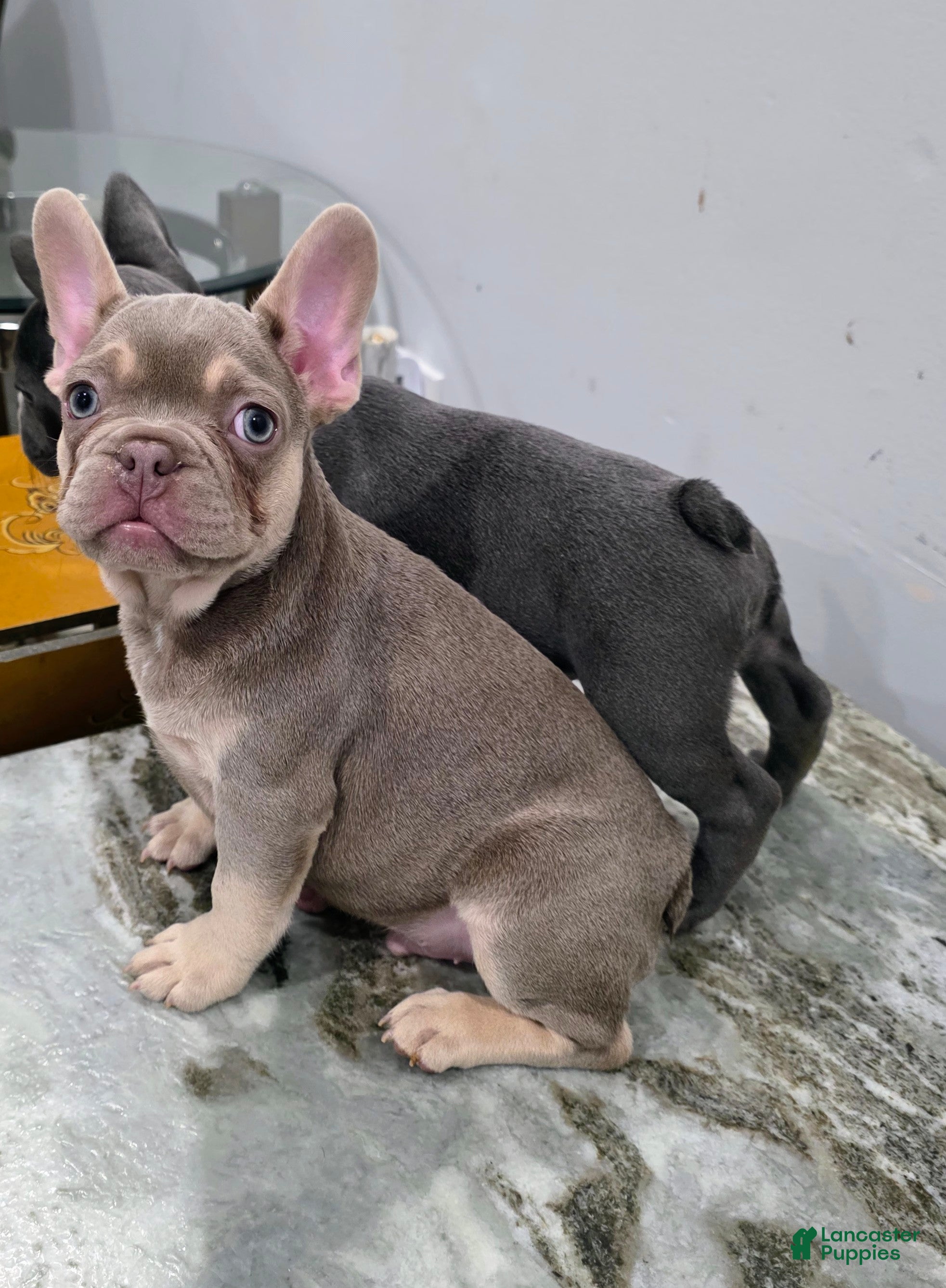 French Bulldog dogs Bernard - Ad 1
