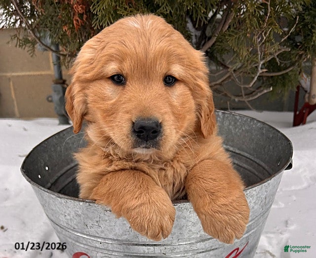Golden Retriever dogs Zoey - Ad 8