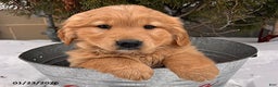 Golden Retriever dogs for sale: Zoey - Ad 1