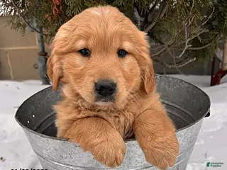 Golden Retriever dogs Zoey - Ad 26