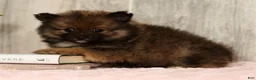 Pomeranian dogs for sale: Toffee - Ad 4