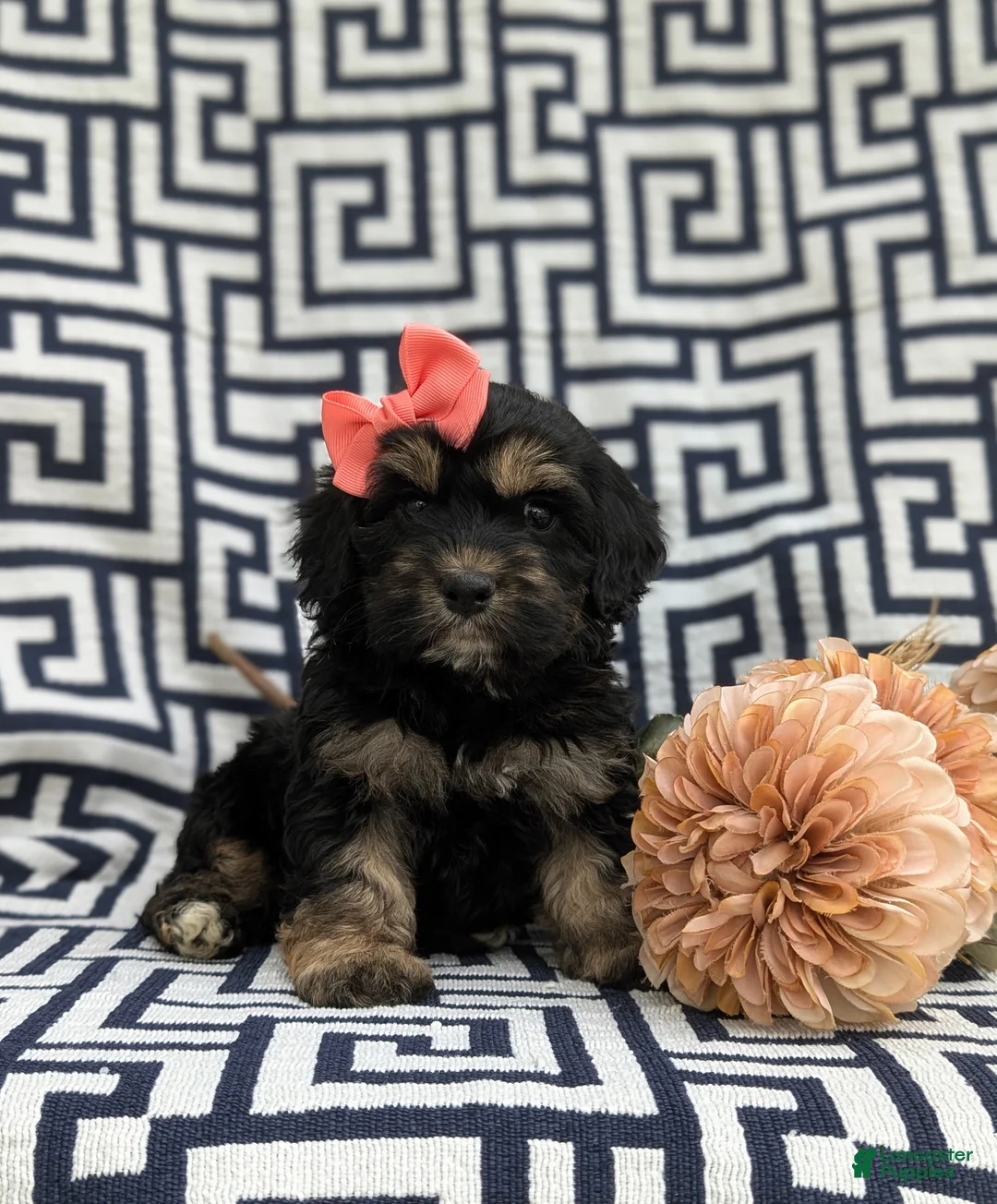 Cockapoo dogs for sale: Lauralee - Ad 1