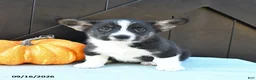 Welsh Corgi Pembroke dogs for sale: Alpe - Ad 4