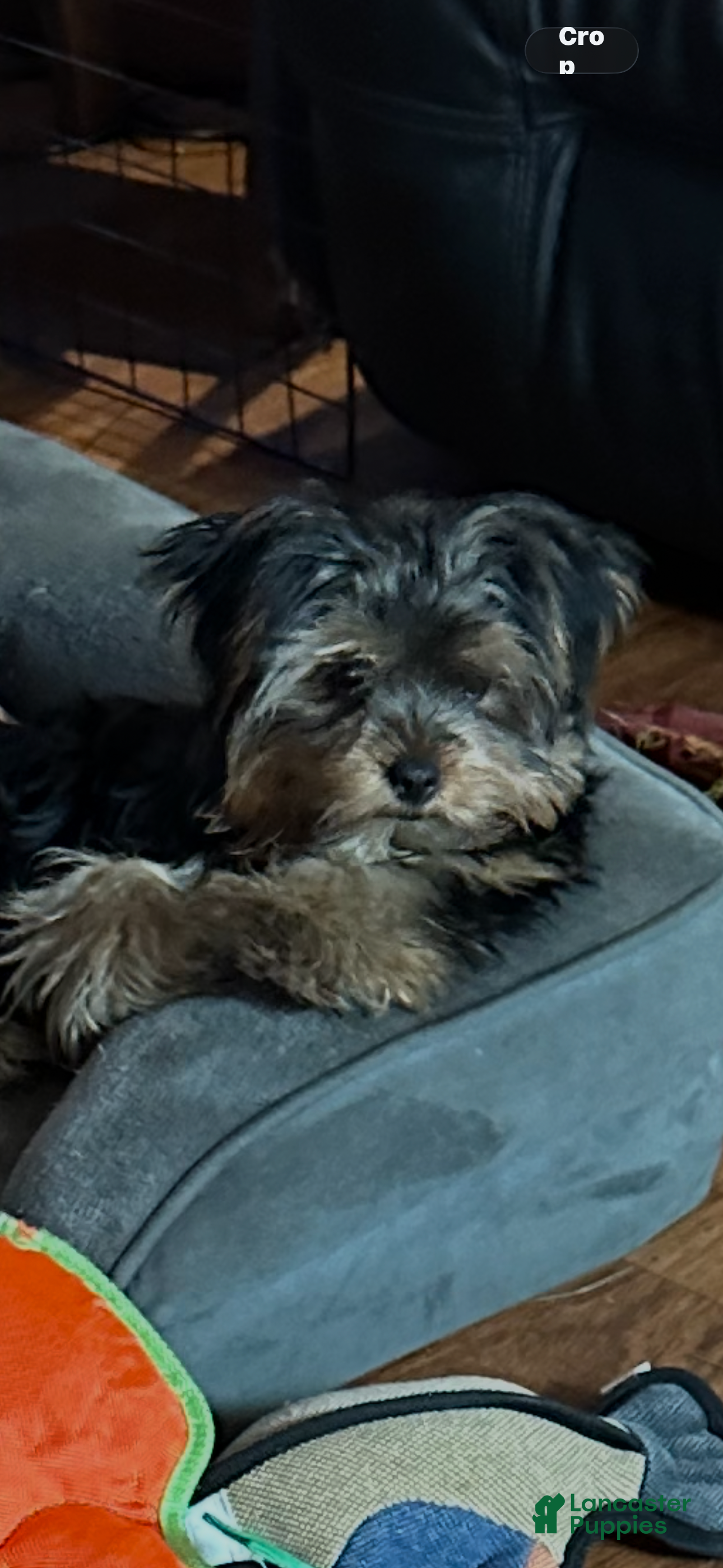 Yorkshire Terrier dogs Yorkshire Terrier Puppy 2 - Ad 2
