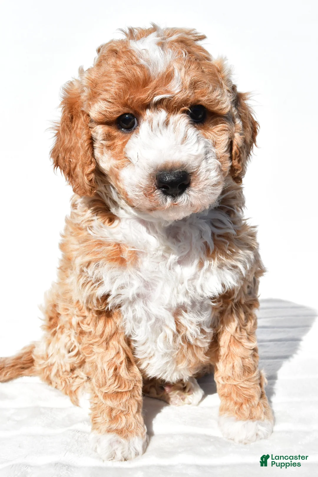 Mini Goldendoodle dogs for sale: Violet - Ad 1