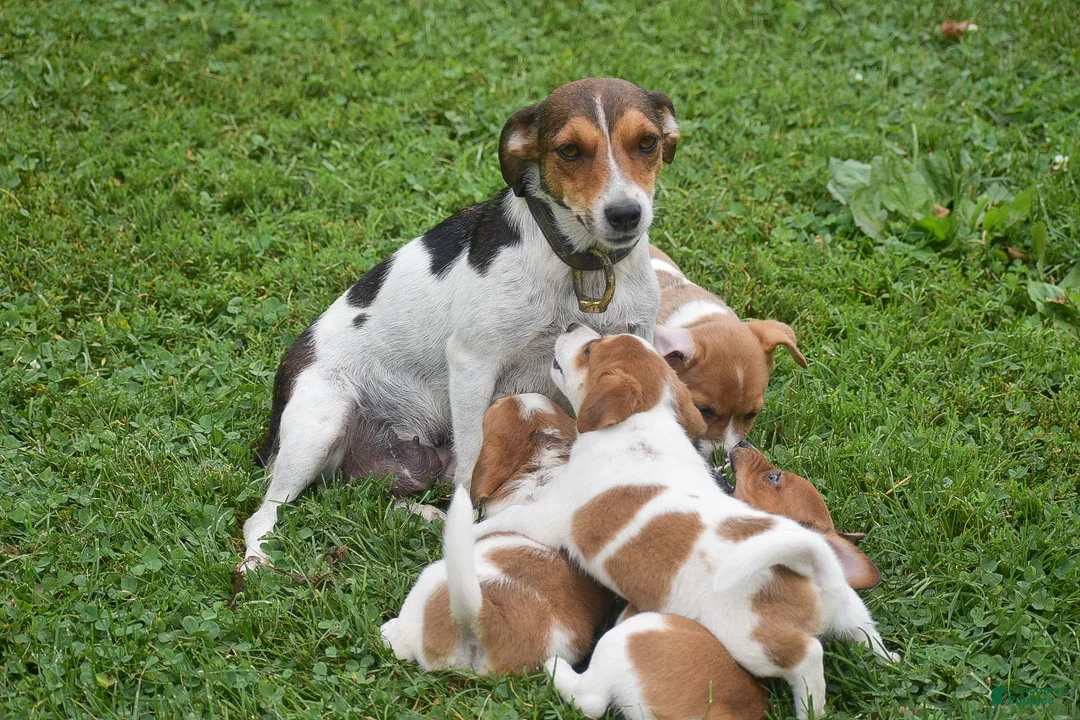 Jack Russell Terrier dogs for sale: Pearl - Ad 4