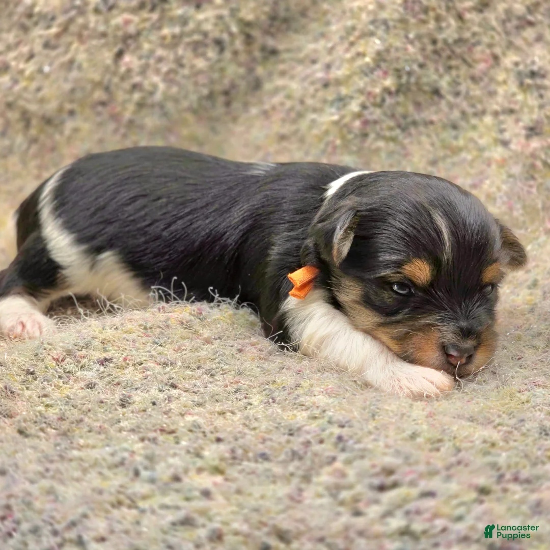 Yorkshire Terrier dogs for sale: Sparky - Ad 2
