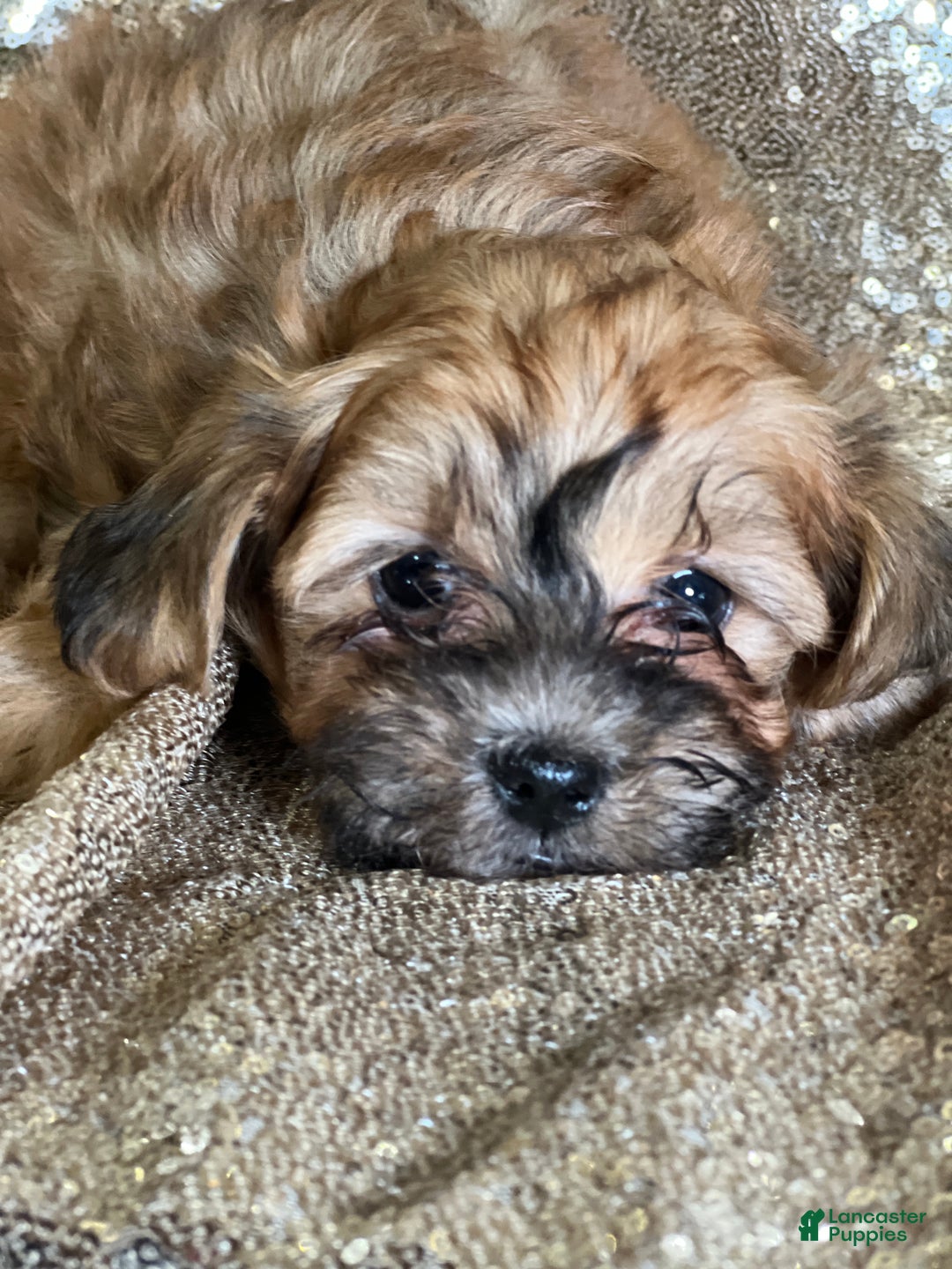 Shihpoo dogs for sale: Trixie - Ad 1