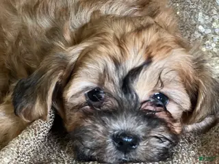 Shihpoo dogs Trixie - Ad 15