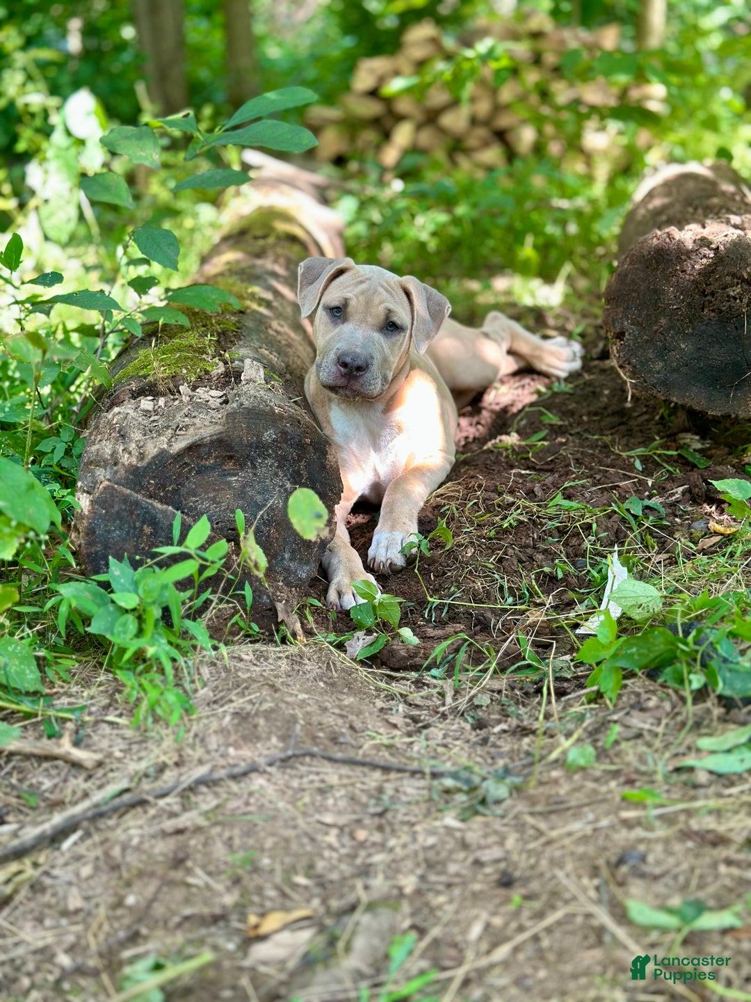 Mixed Breed dogs for sale: Whiley (Why-Lee) - Ad 3