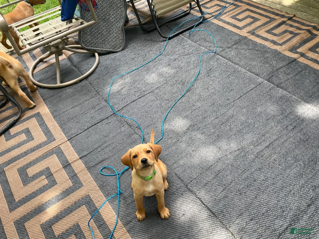 Labrador Retriever dogs for sale: Light green collar Yodi - Ad 2