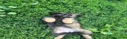 German Shepherd dogs for sale: German Shepherd 2 - Ad 2