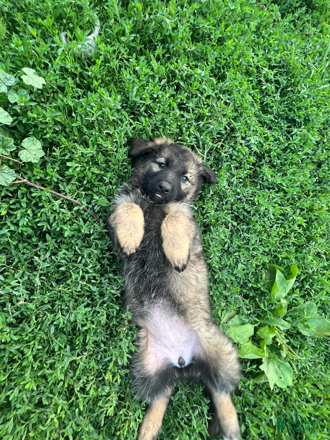German Shepherd dogs for sale: German Shepherd 2 - Ad 2