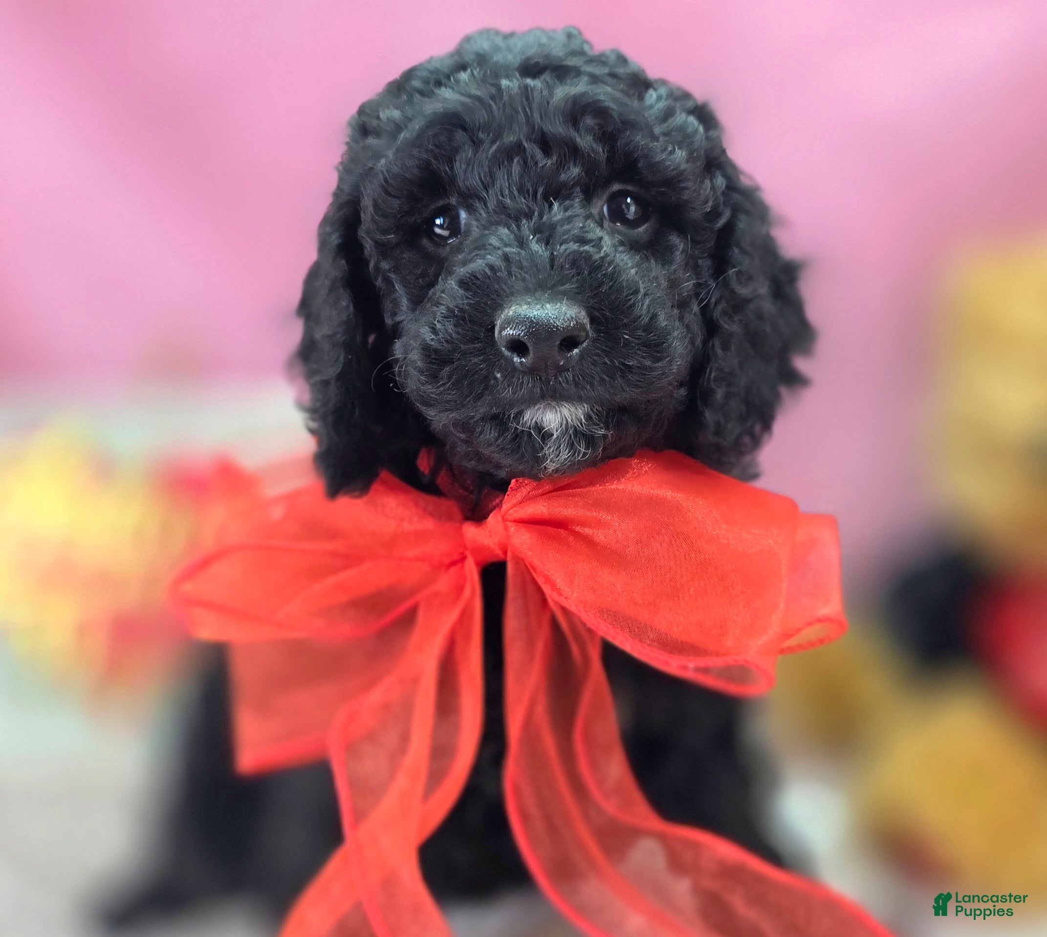 Cockapoo dogs Bell - Ad 10