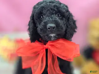 Cockapoo dogs Bell - Ad 13