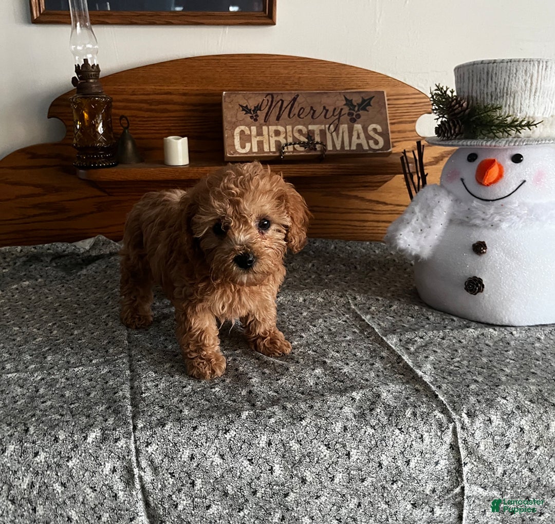 Toy Poodle dogs for sale: Jess - Ad 5